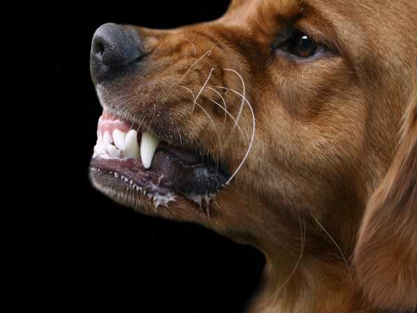 Признаки бешенства у собак: как распознать опасность Признаки бешенства у собак: как распознать опасность