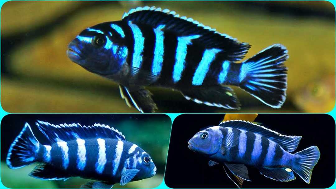 Виды псевдотрофеуса демасони