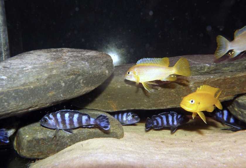 Псевдотрофеус демасони: содержание и уход Псевдотрофеус демасони содержание