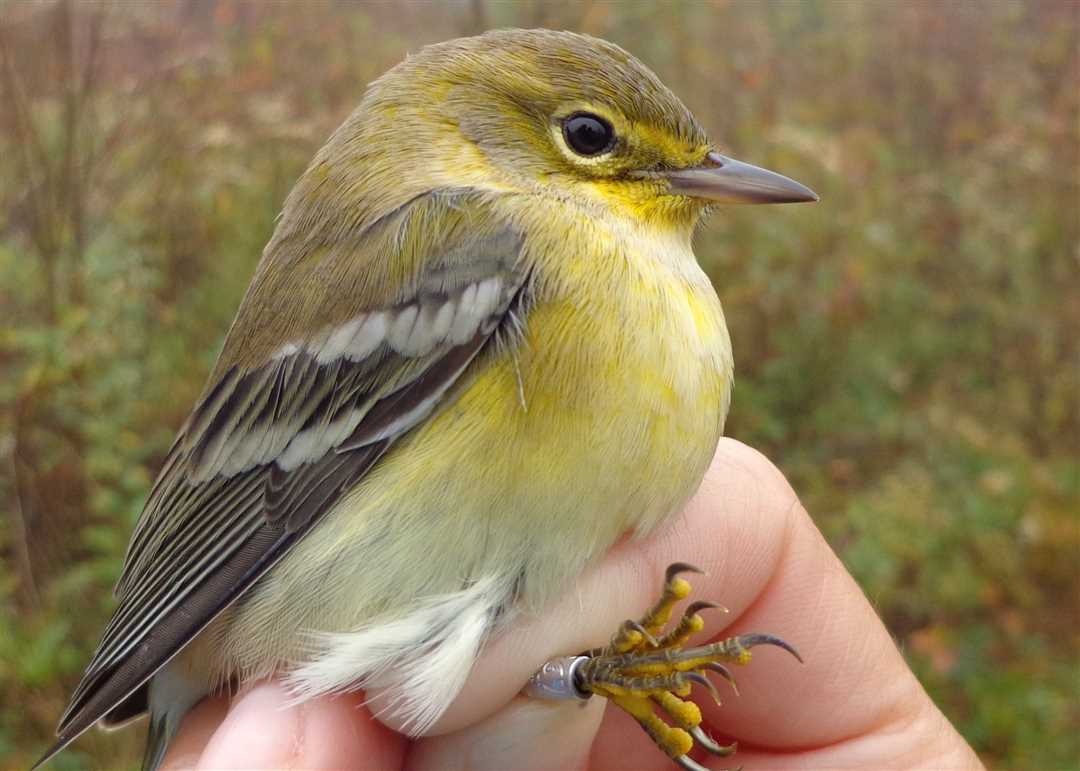 Птица с желтым брюшком: загадочность и притягательность