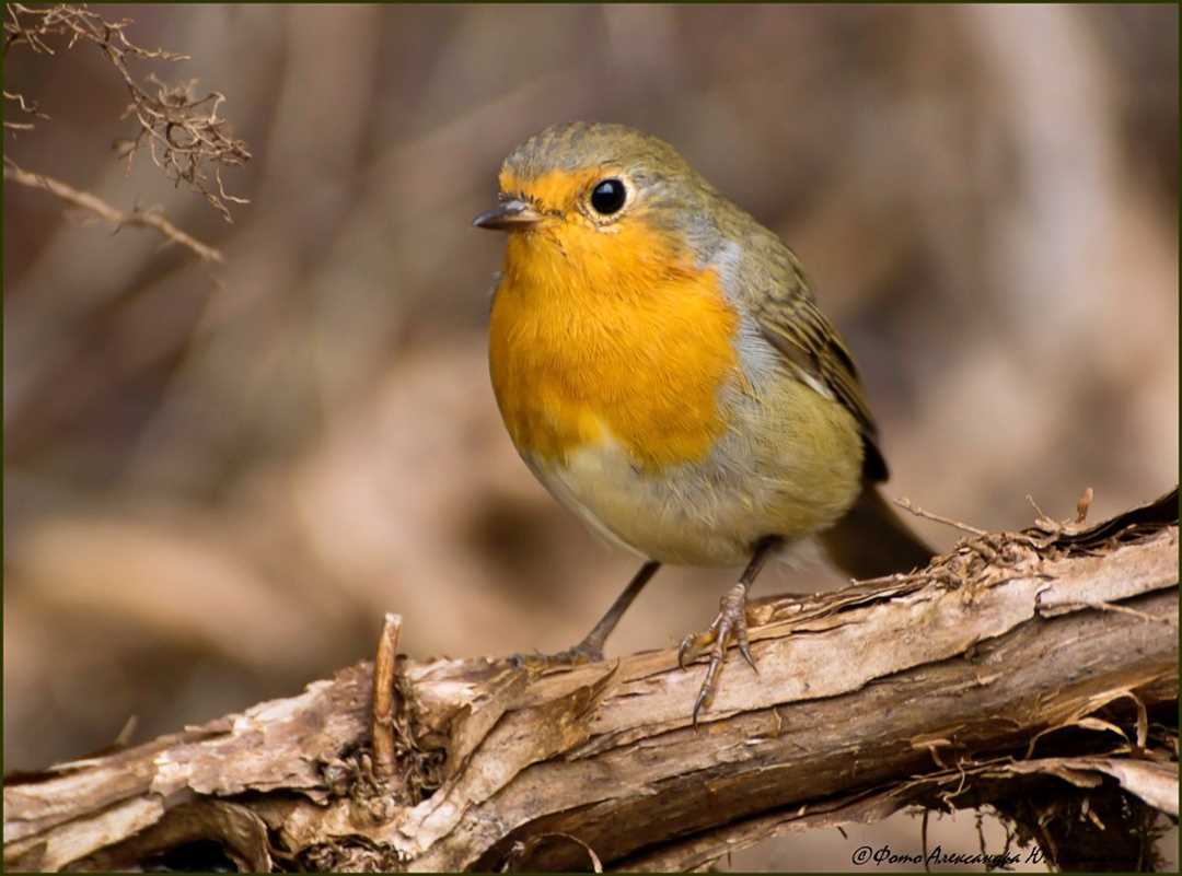Фото птицы с желтой грудкой: нежность и изящество