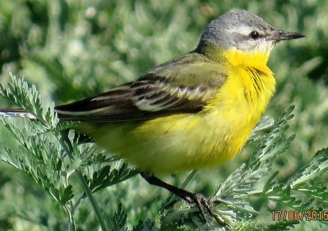 Птичка с желтой грудкой