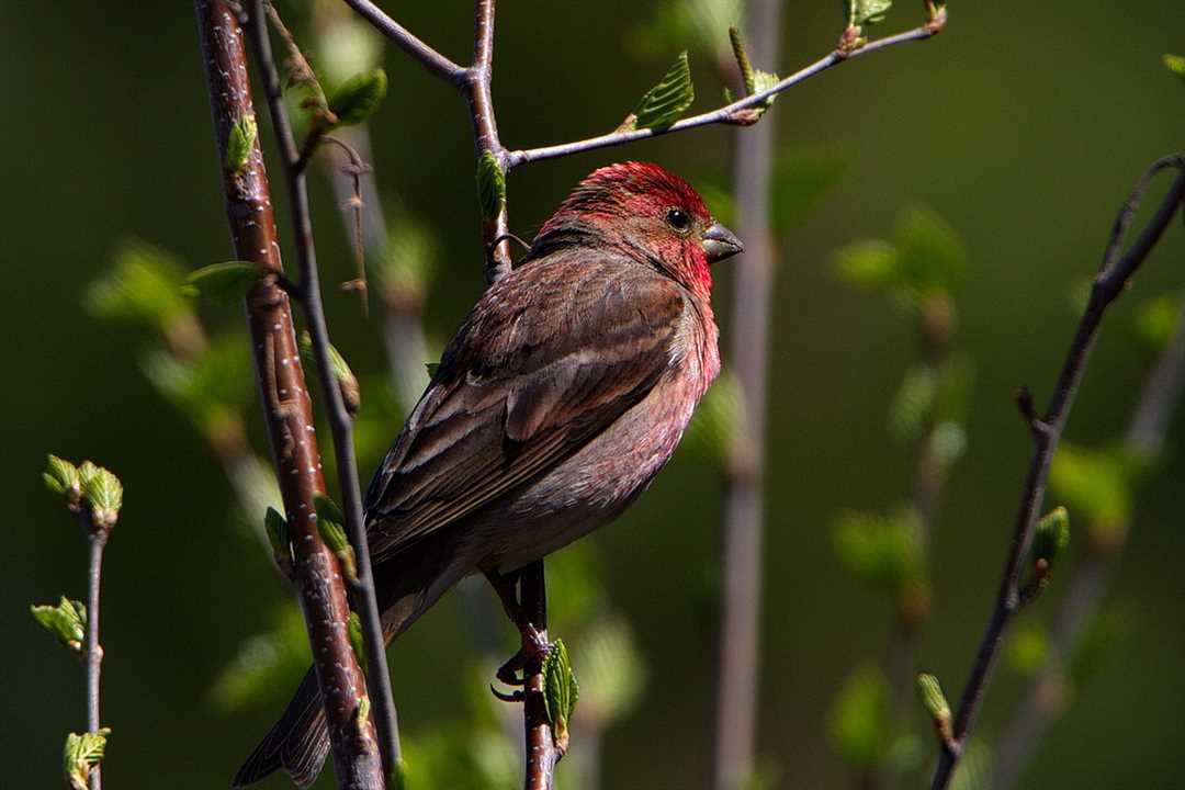 Фото чечевицы