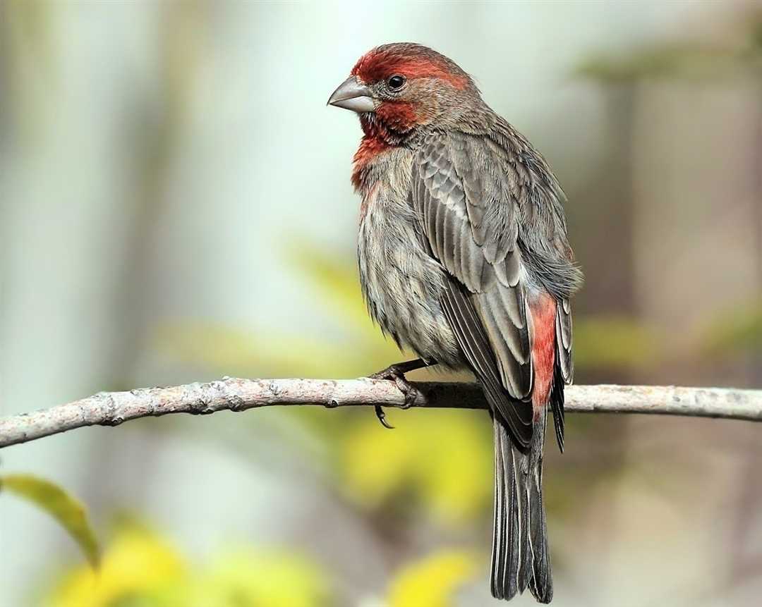 Внешний вид чечевицы