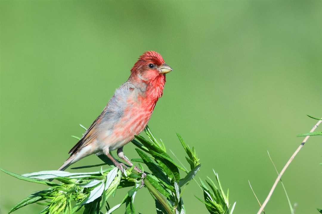 Птица чечевица - фото Птица чечевица фото