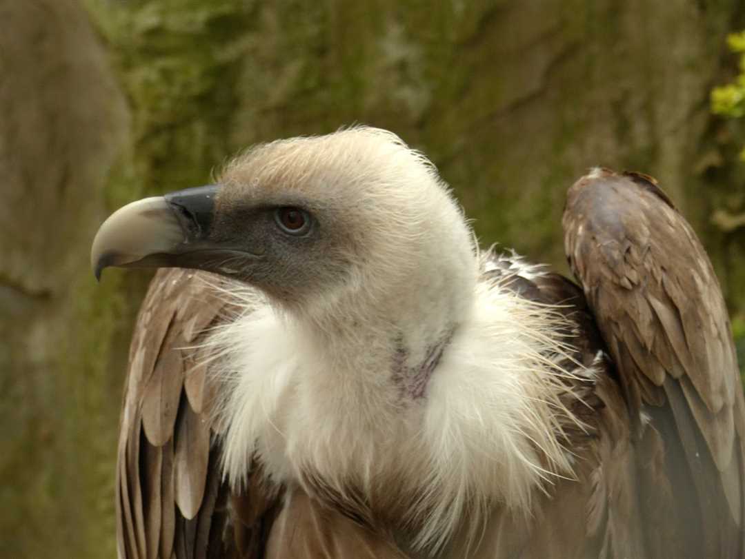 Картинки брюссельского гриффона