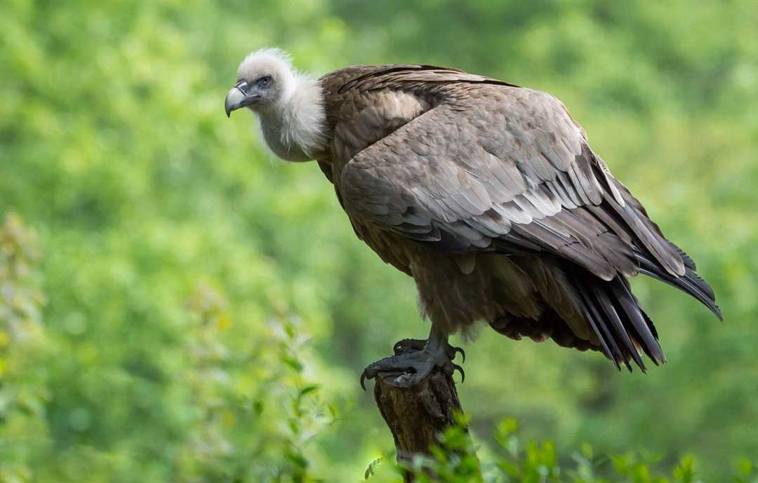 Брюссельский гриффон: особенности породы