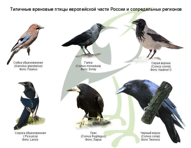 Кукша в сканворде: посмотрите на 5 букв