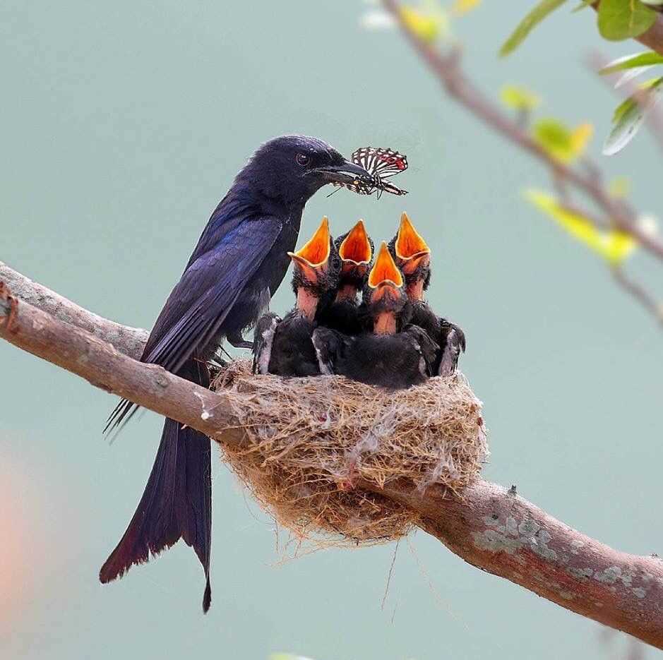 Как выглядит процесс кормления?