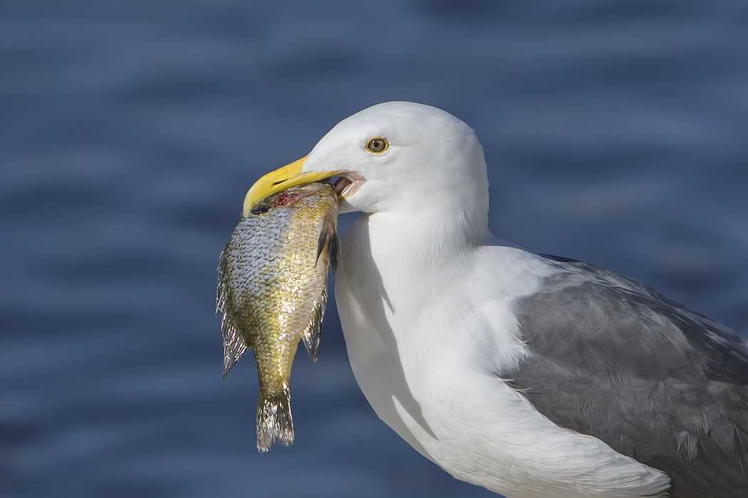 Розовый кудрявый пеликан: удивительная птица 