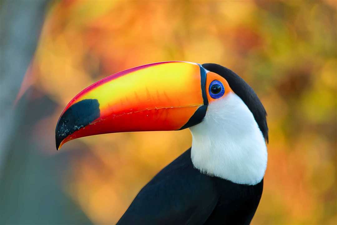 Птица с большим клювом