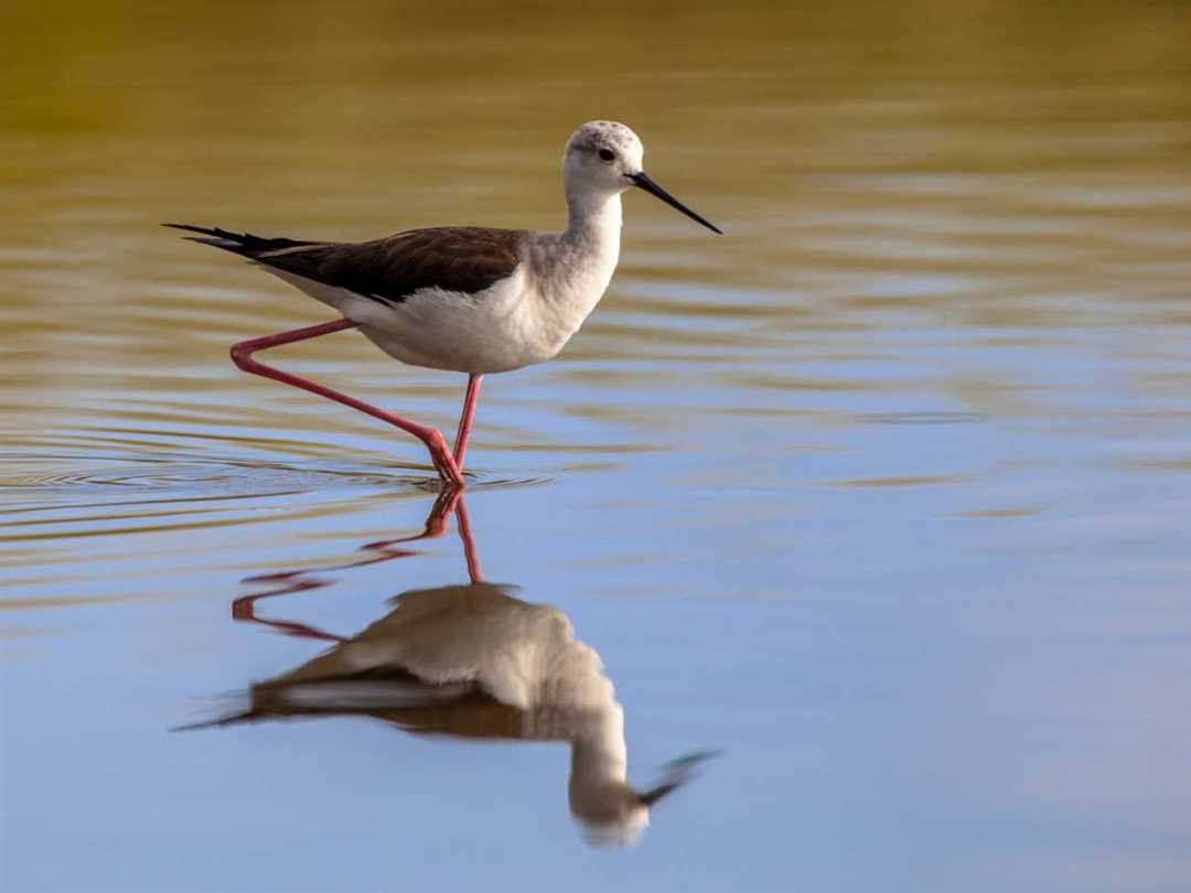 Птица с ногами ходулями