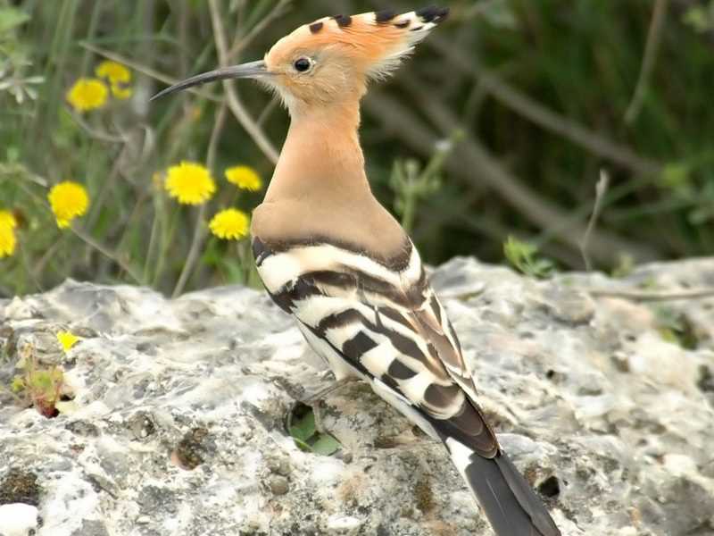 Защита и сохранение видов