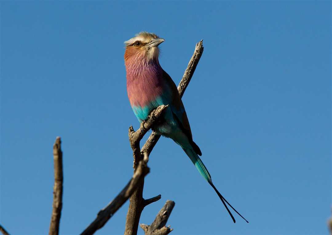 Иное название птицы сизоворонки