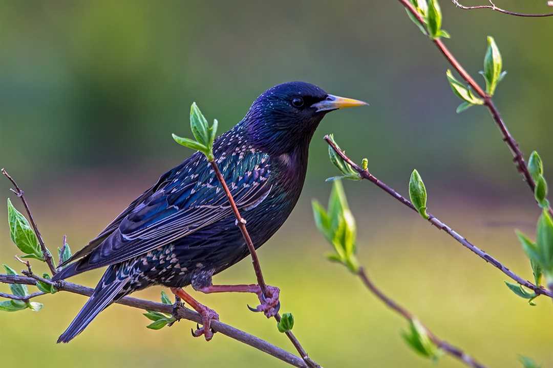 Фото скворцов - уникальная возможность узнать, как выглядит эта перелетная птица