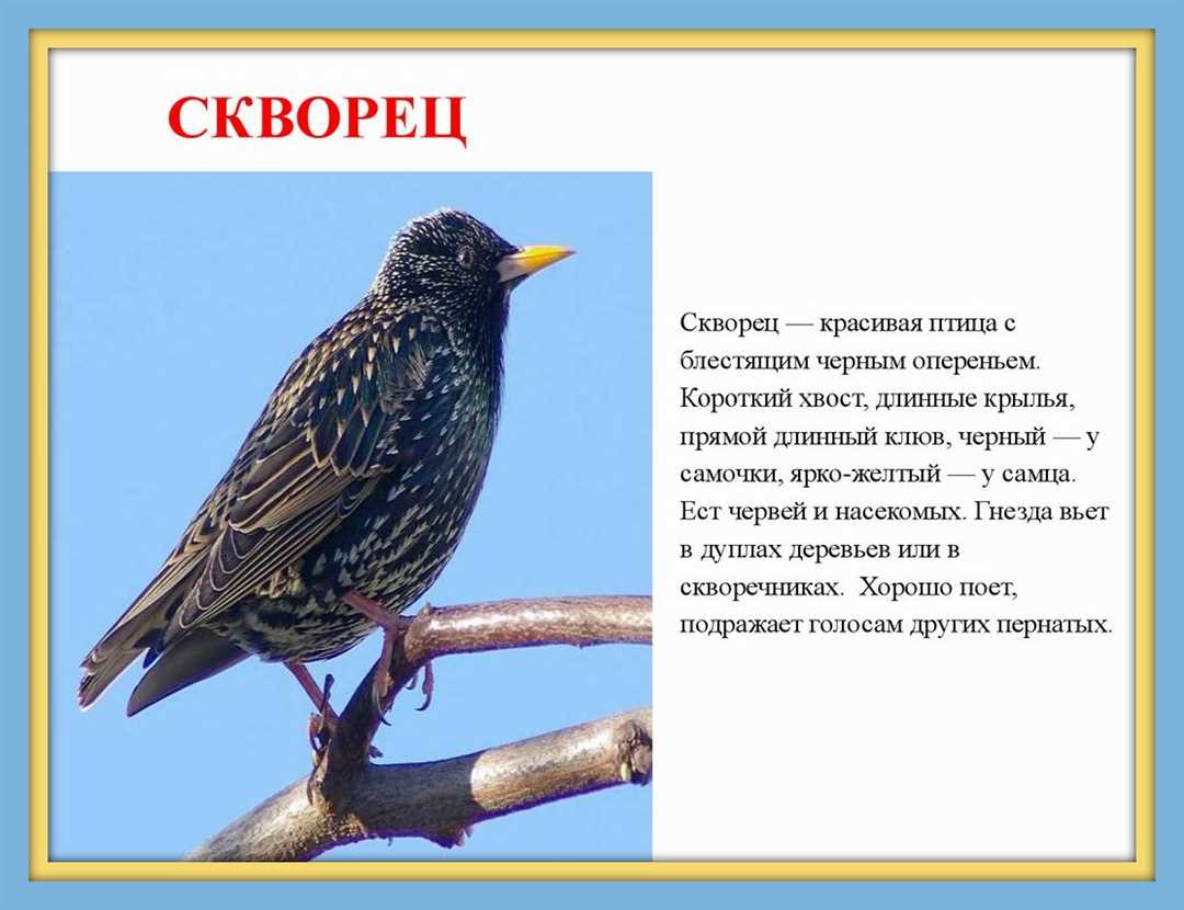 Птица скворец - перелетная птица или нет?