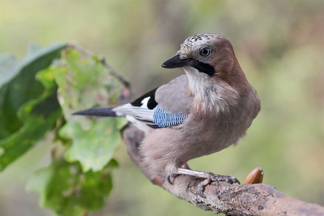 Фотографии сойки