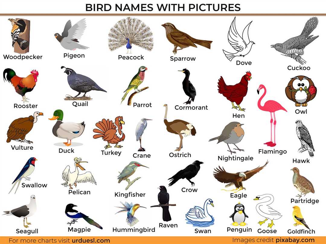 Алфавитный список и названия птиц