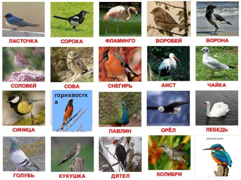 Увидьте красоту птиц на наших фотографиях с названиями