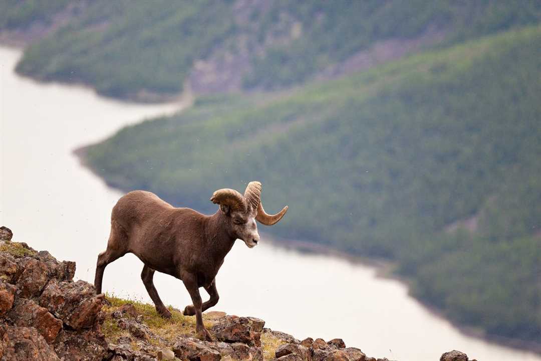 Путоранский снежный баран на Википедии