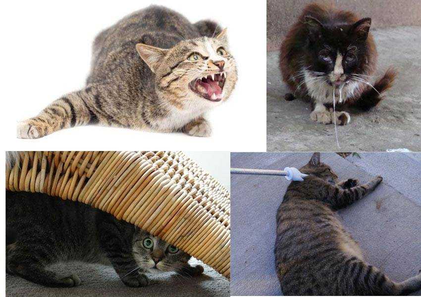 Пять признаков бешенства у кошек: как понять, что ваша кошка заболела Пять признаков бешенства у кошек: как понять, что ваша кошка заболела