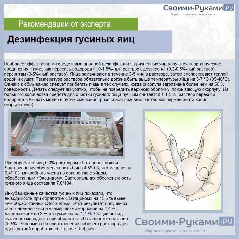 Требования к помещению для гусей