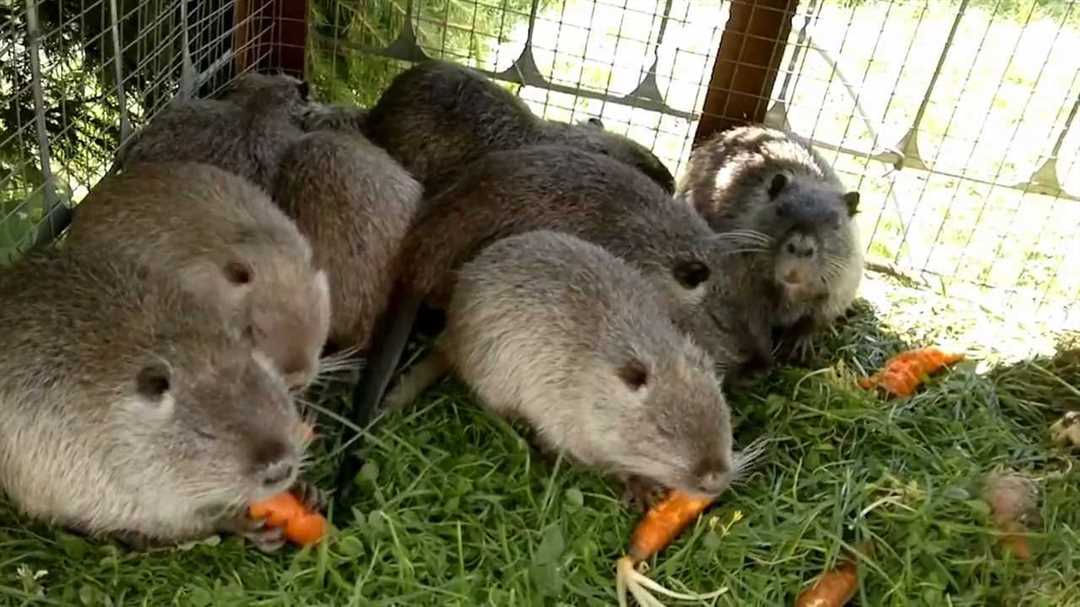 Нутрии: разведение и содержание