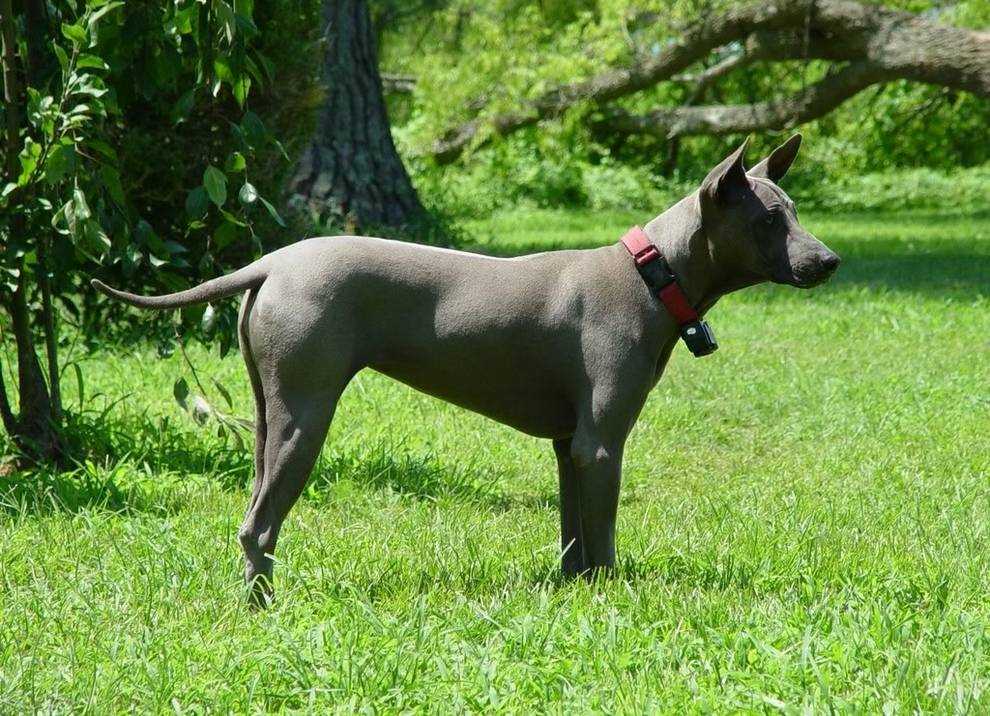 Норвич-терьер