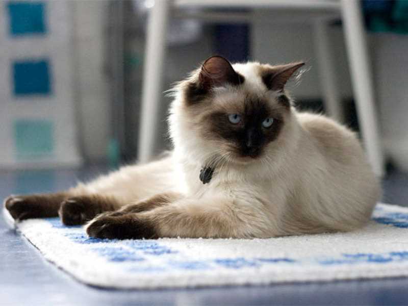 Внешний вид и возрастные характеристики