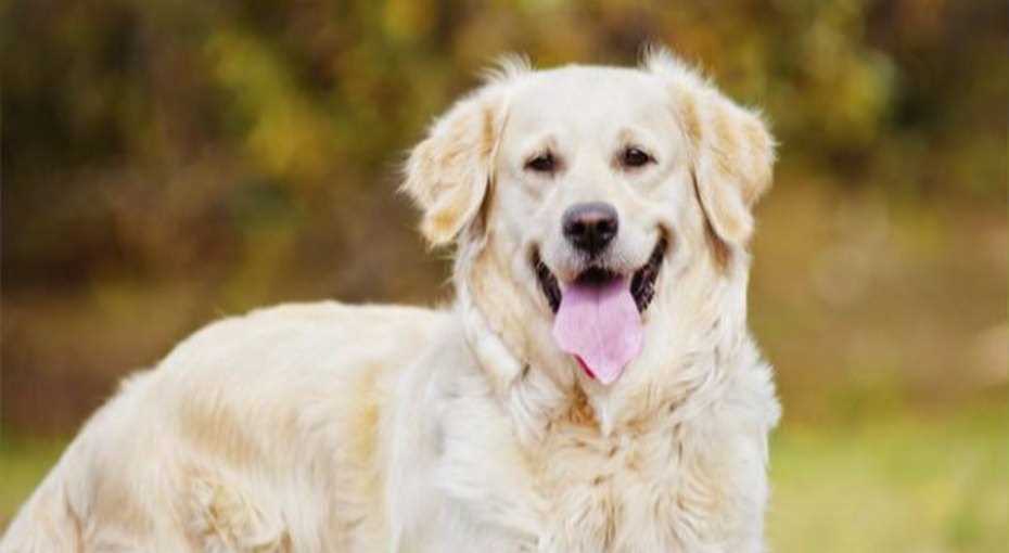 Рейтинг самых умных собак - какие породы на самом деле умеют многое? Рейтинг самых умных собак - какие породы на самом деле умеют многое?