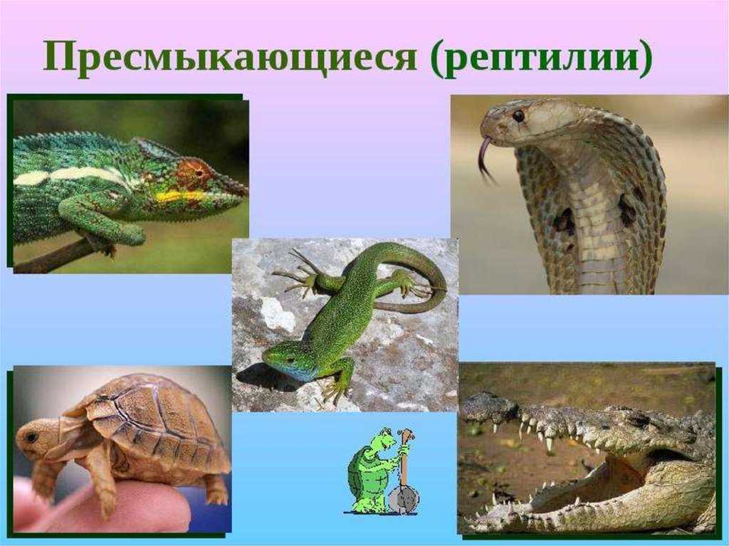 Рептилии кто к ним относится Рептилии кто к ним относится