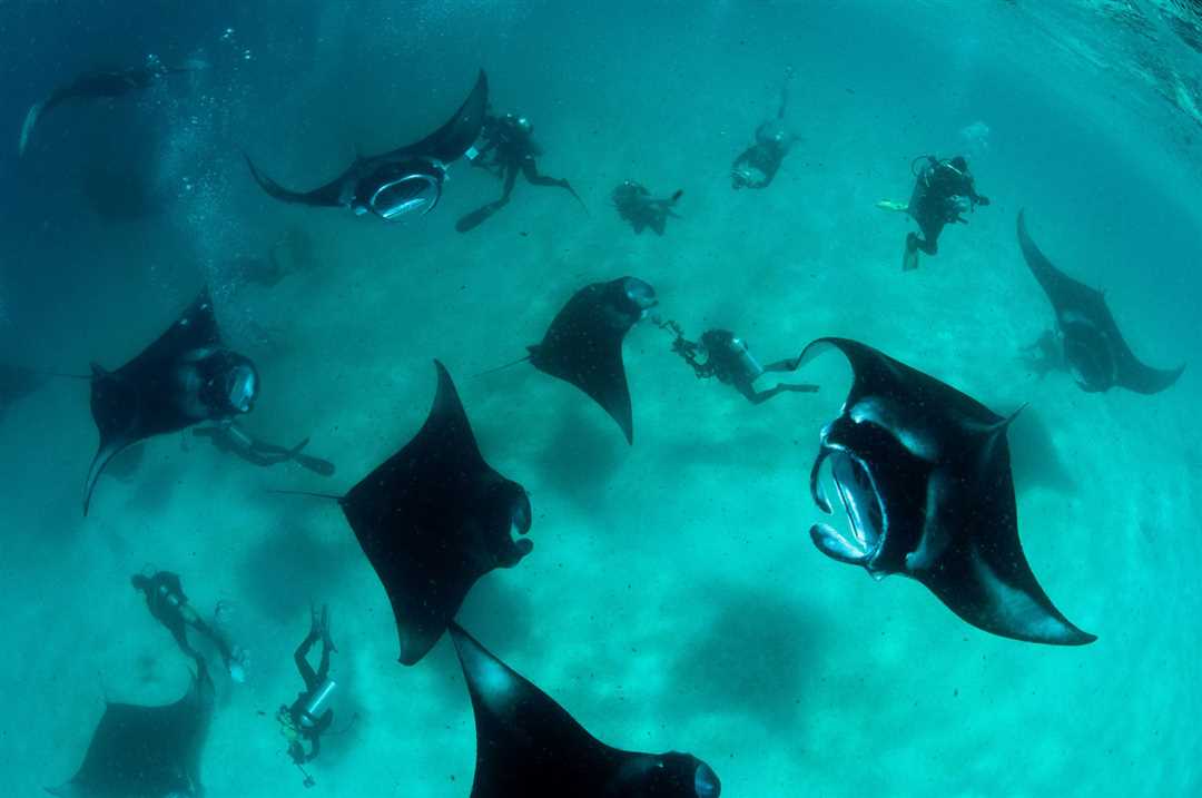 Фото рыбы черта - захватывающие кадры из глубин океана