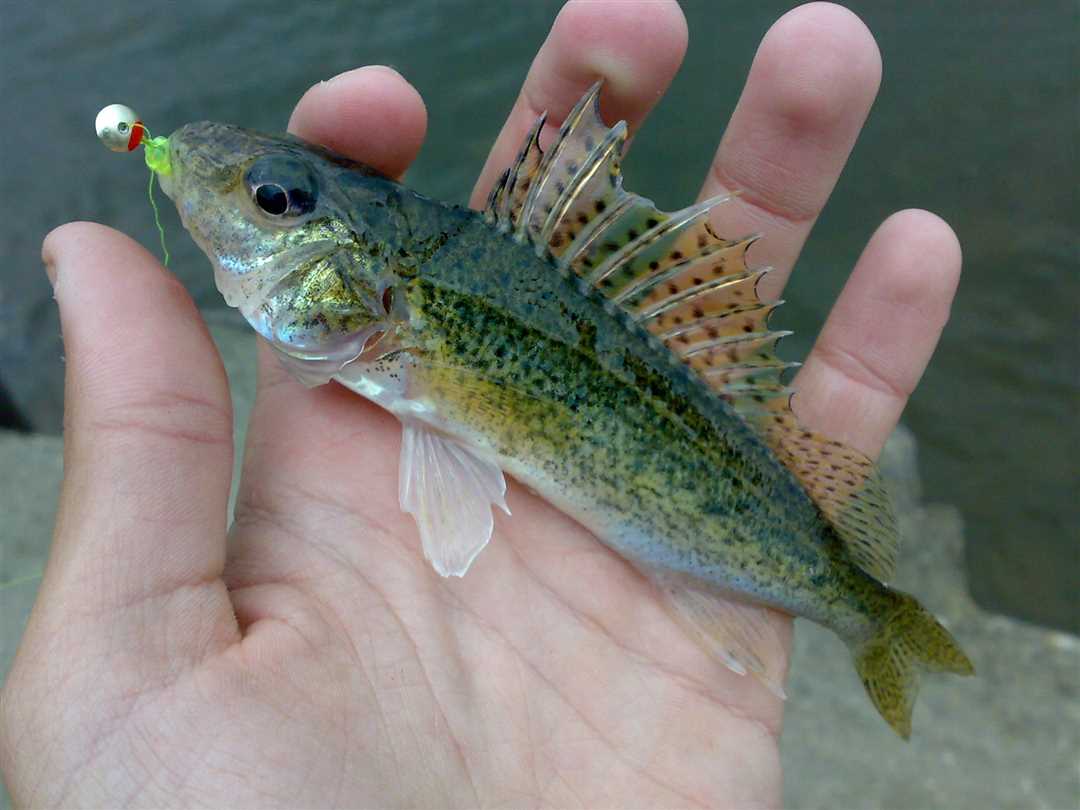 Жизненный цикл рыбы ерш и ее особенности