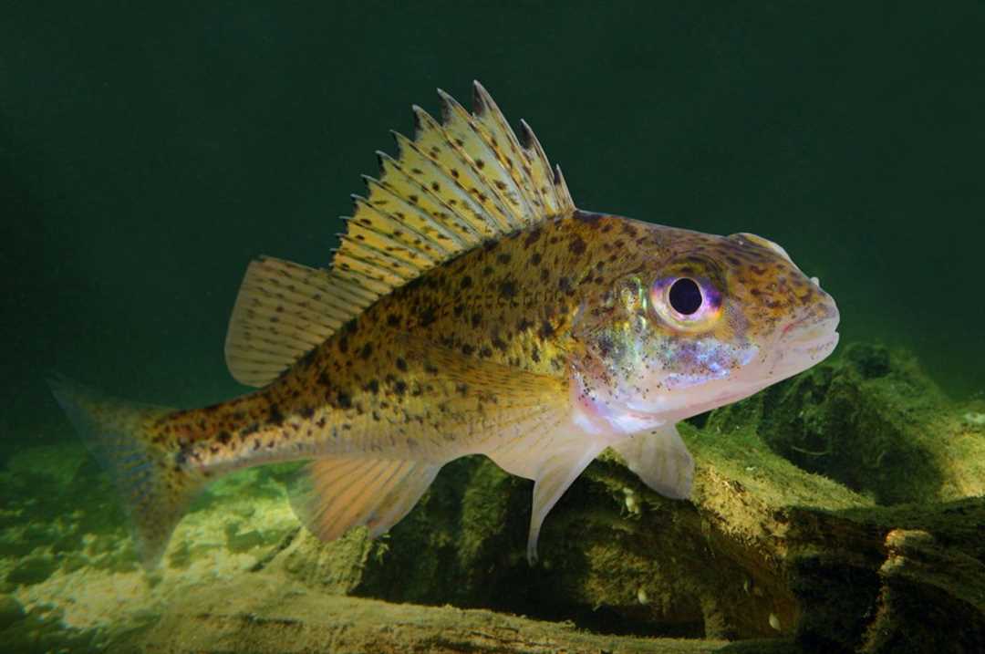 Рыба ерш фото Рыба ерш фото