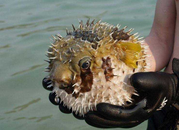 Особенности рыбы ежа