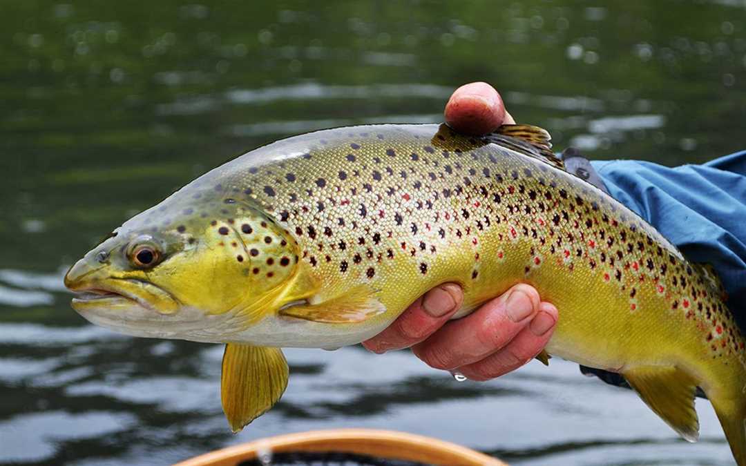 Ишхан - лакомство для гурманов