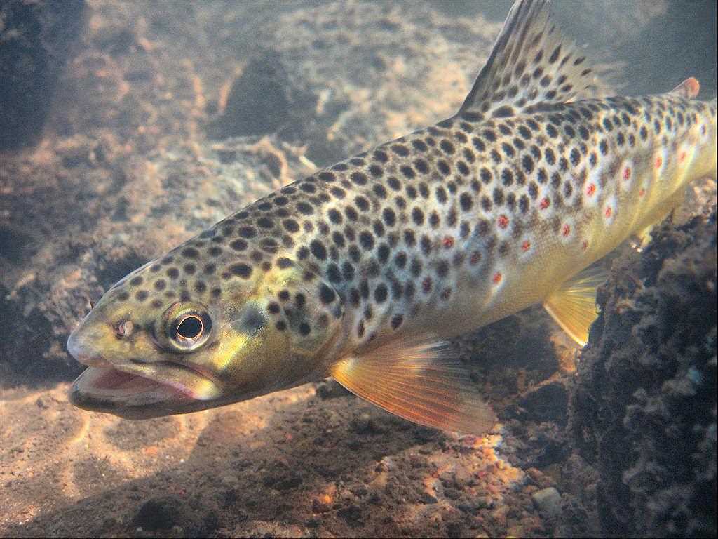 Рыба кумжа фото