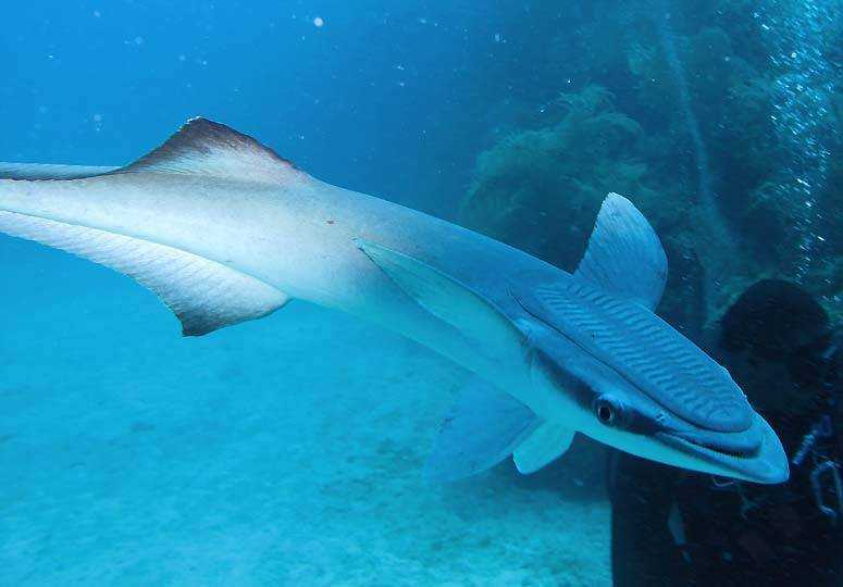 Рыба прилипала паразит или нет?