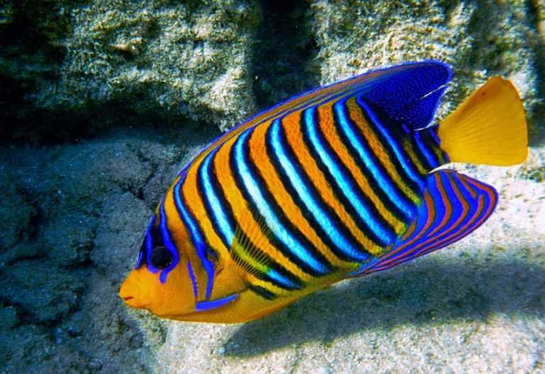 Рыбы Красного моря: описание и фото лучших представителей Рыбы Красного моря: описание и фото лучших представителей