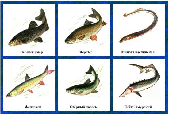 Красная книга рыб: система классификации