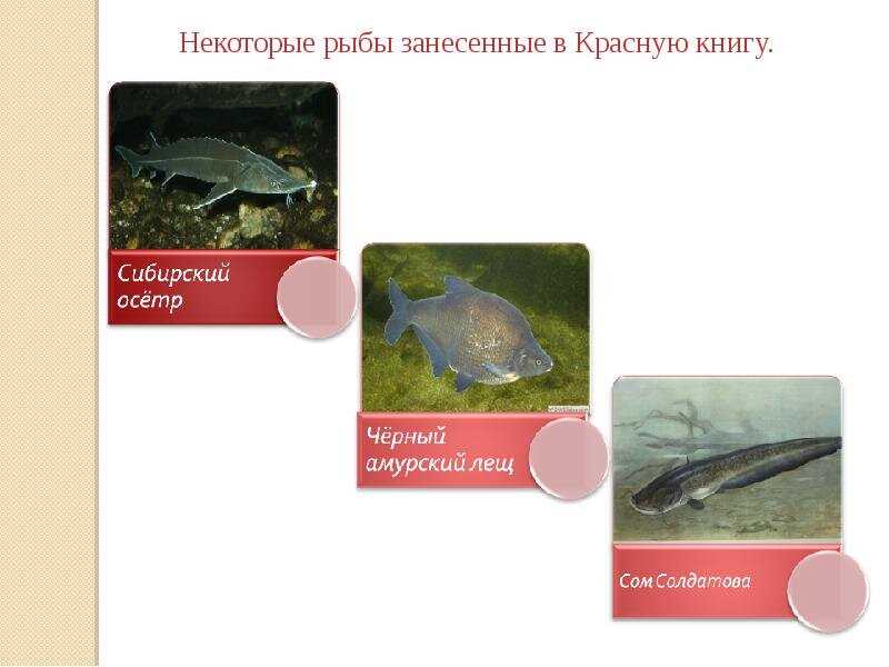 Рыбы, занесенные в красную книгу России Рыбы занесенные в красную книгу