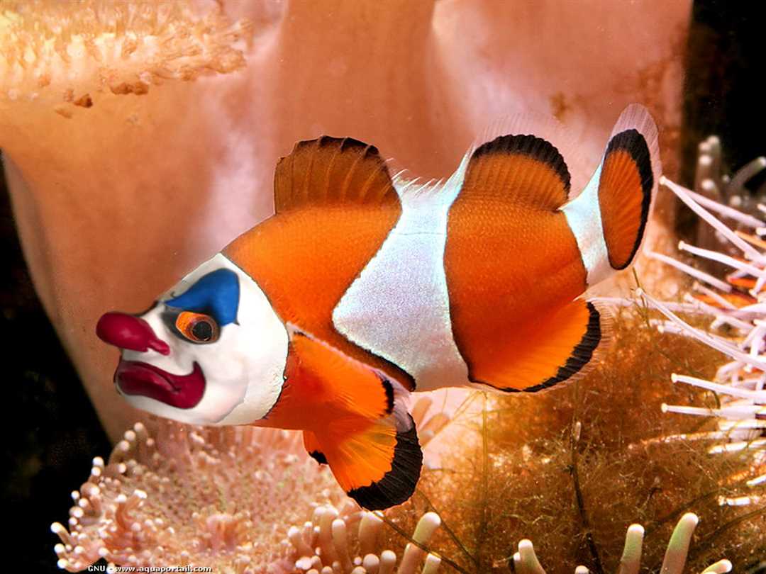 Персоналити рыбы клоуна: каков характер и образ жизни?