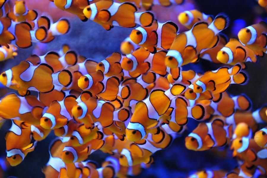 Интересные факты о рыбе клоуне и ее окружении