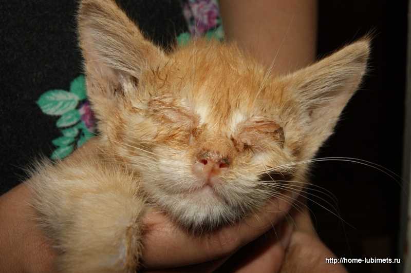 Какие симптомы наблюдаются у кошек с ринотрахеитом?