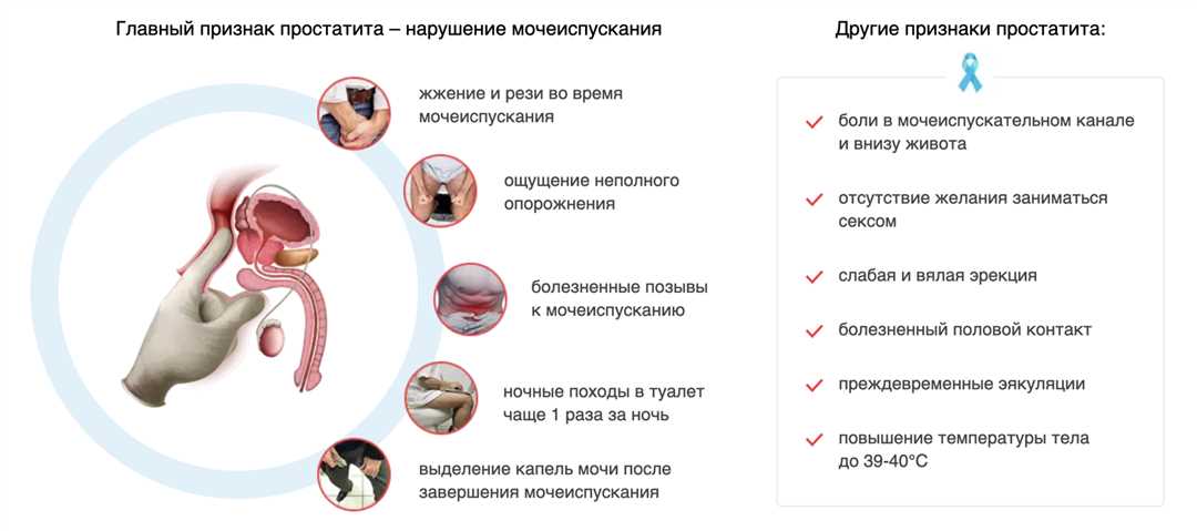 Ринотрахеит у кошек: симптомы, лечение, профилактика