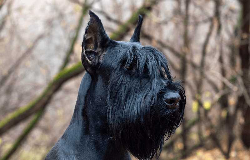 Ризеншнауцер: особенности породы, характер, уход и содержание 