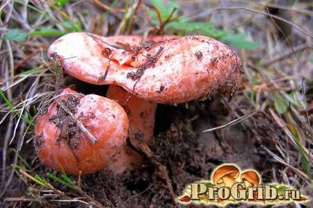 Жареный рыжик