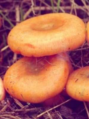 Рыжики: фото и описание основных видов грибов