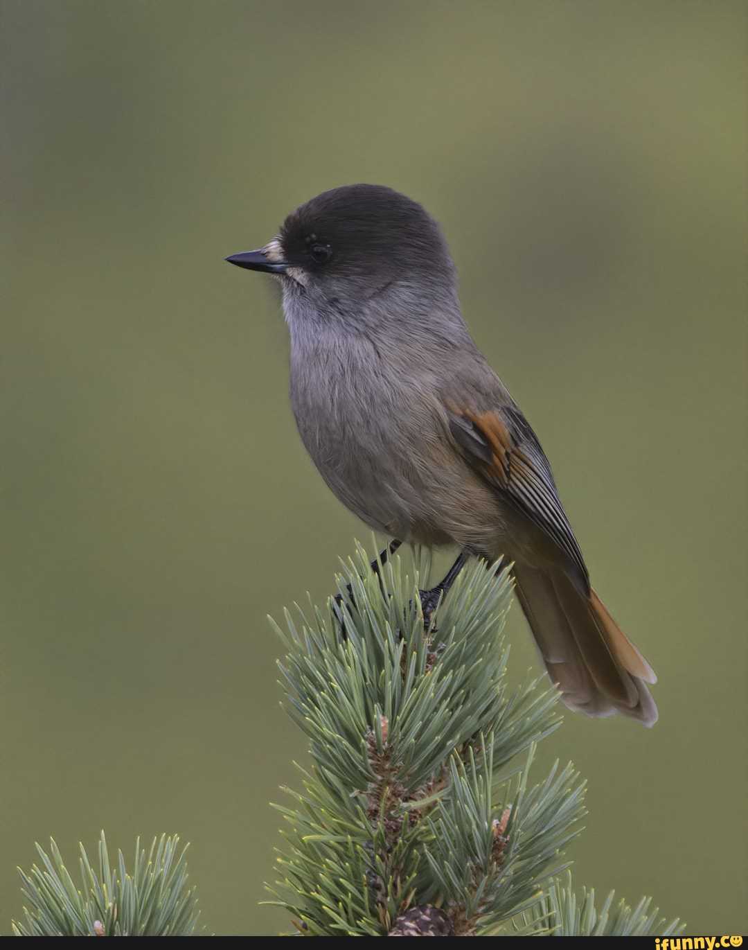 Ронжа птица фото Ронжа птица фото