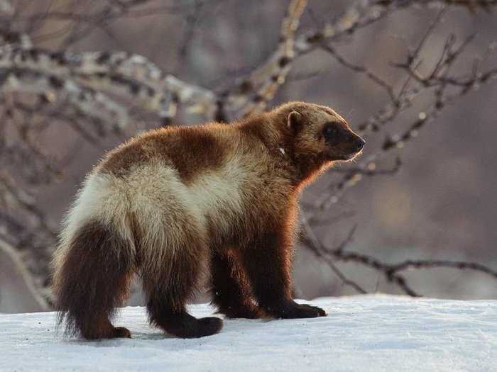 Внешность и особенности